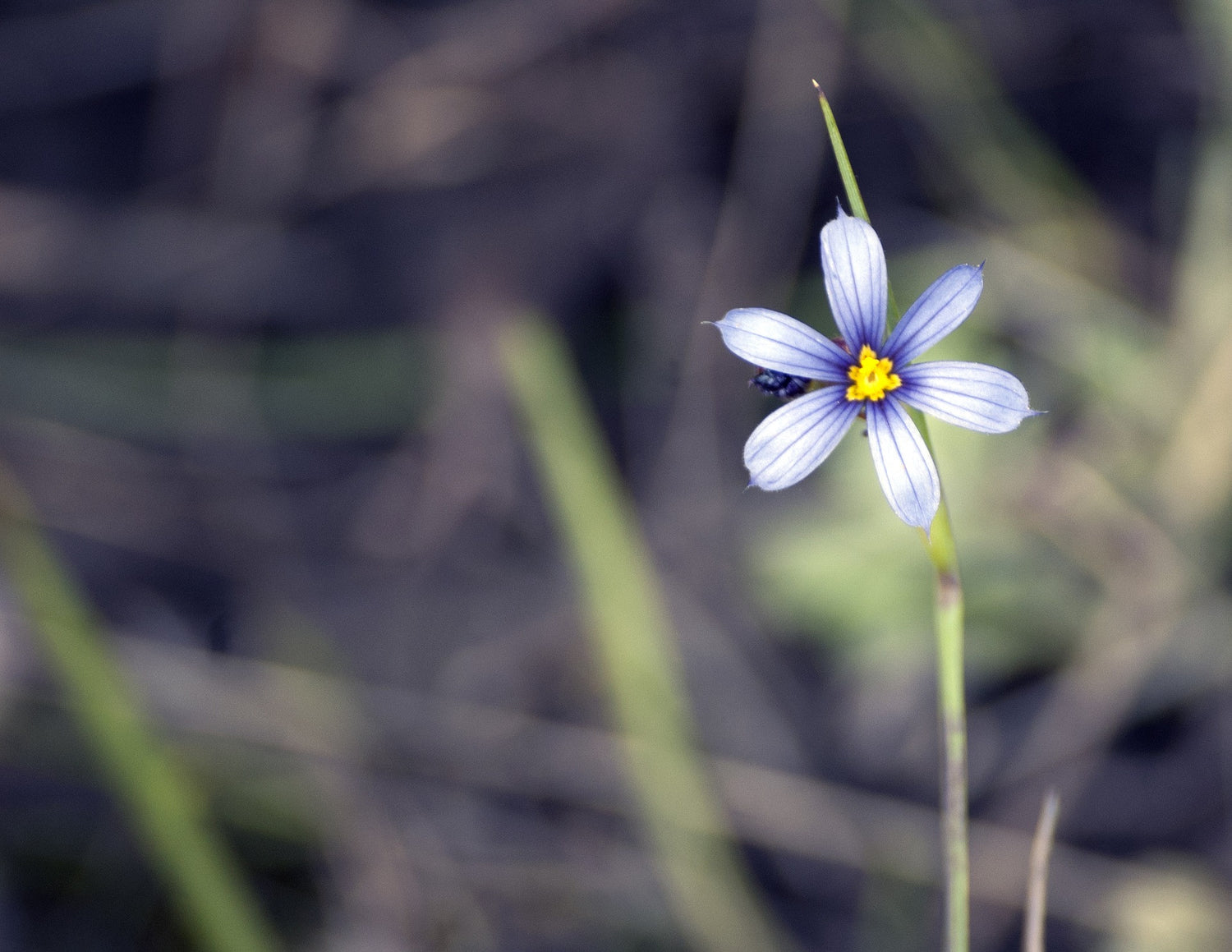 Close Up of a Flower 