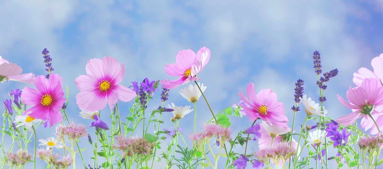 Flowers in a Field